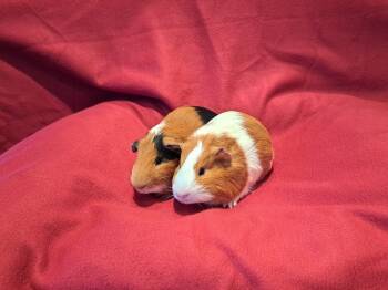 Rescue Guinea Pig Guinea Pigs for Adoption in South Bend, Indiana - Baguette And Bagel | PetCurious